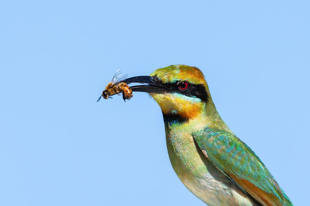 a bird with a long beak