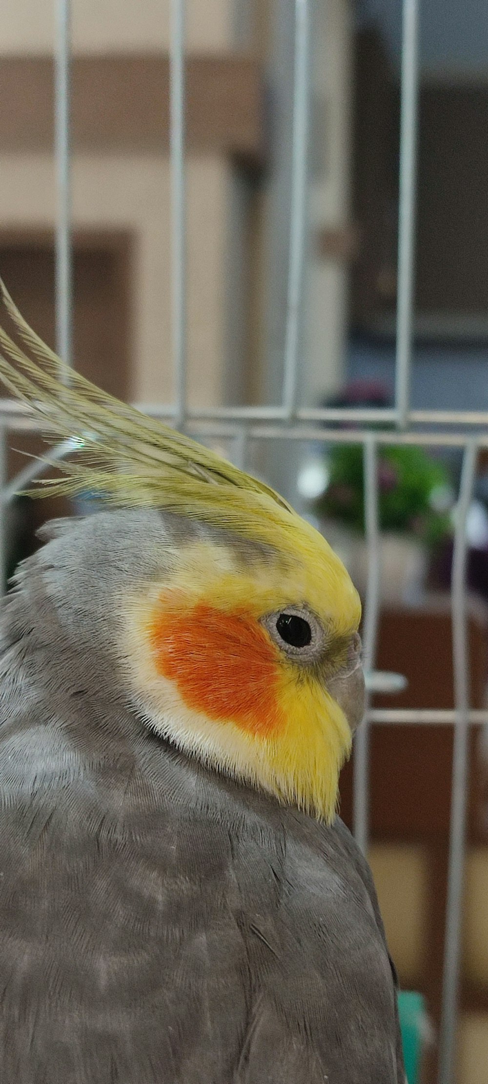 a bird with a yellow and white head