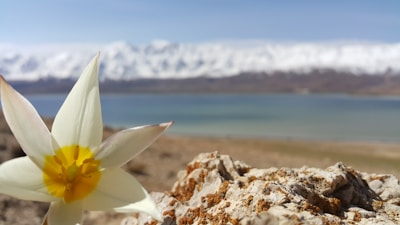 A close-up of vibrant native flowers blooming by a crystal-clear glacial lake.