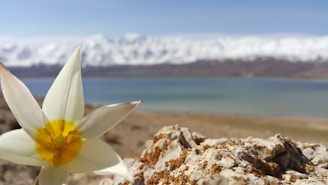 A close-up of vibrant native flowers blooming by a crystal-clear glacial lake.