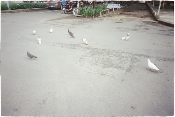 Several pigeons are scattered across a paved parking lot. In the background, a few parked vehicles are visible along with some greenery. The scene appears to be calm and typical of an urban setting.