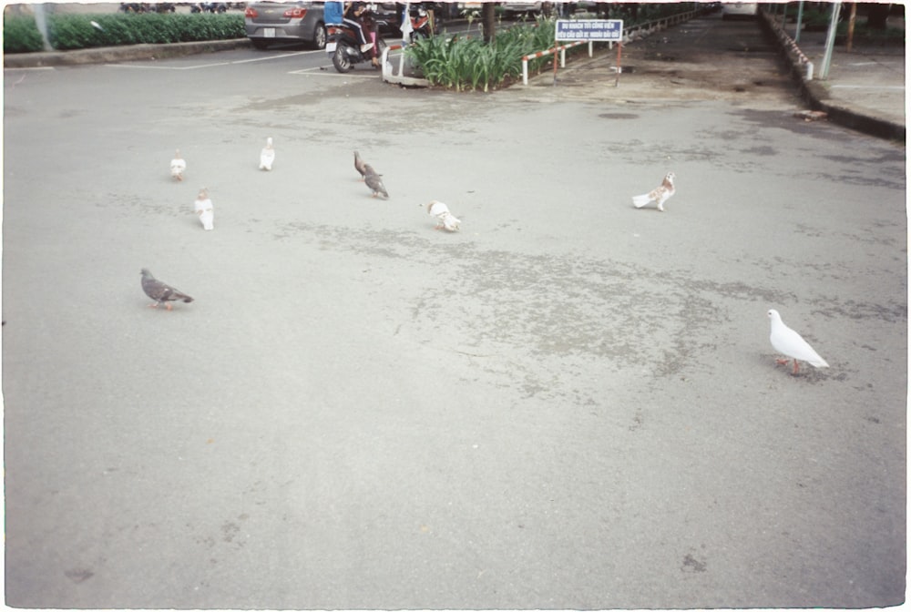 a group of birds on a concrete surface