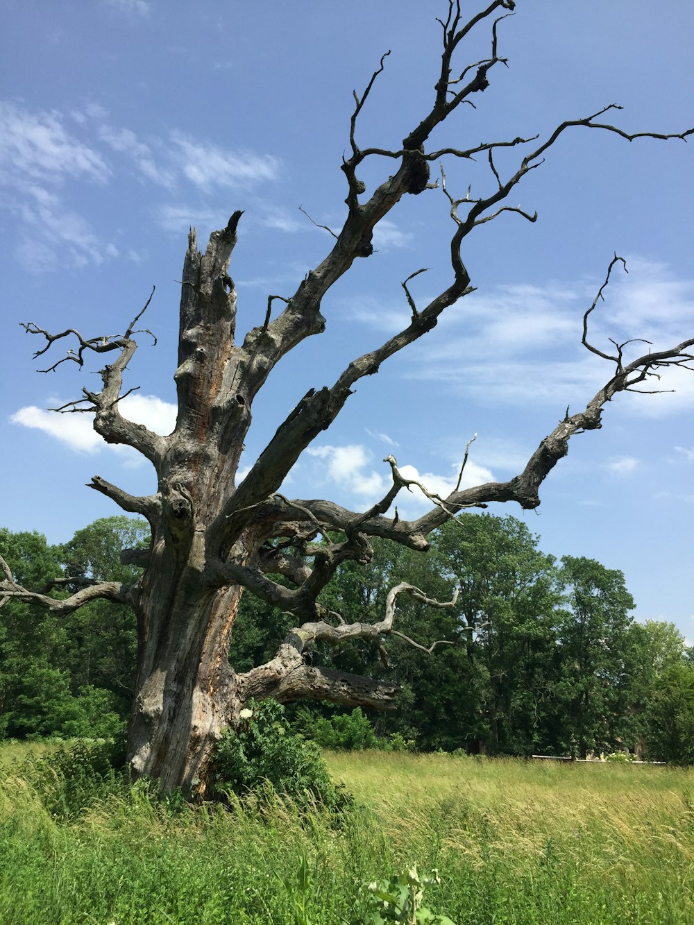 a tree with no leaves