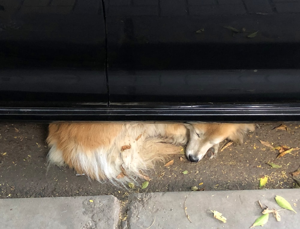 a dog lying on the ground