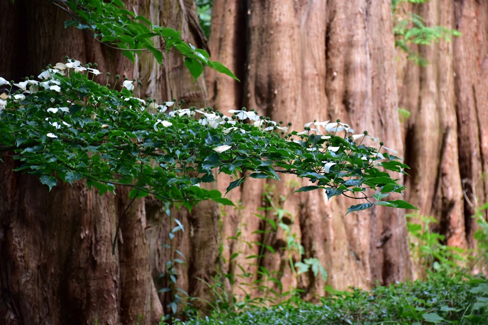 a group of trees with white flowers