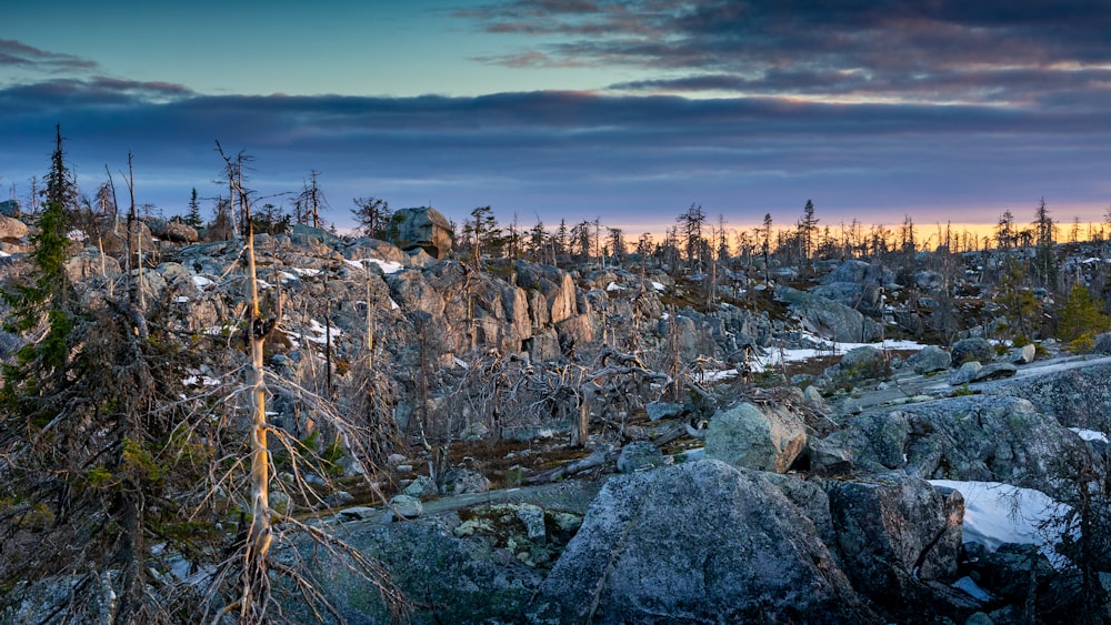 a landscape with trees and a city in the background