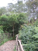 Close-up of a winding stone garden path surrounded by lush greenery and colorful plants.