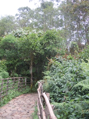Close-up of a winding stone garden path surrounded by lush greenery and colorful plants.