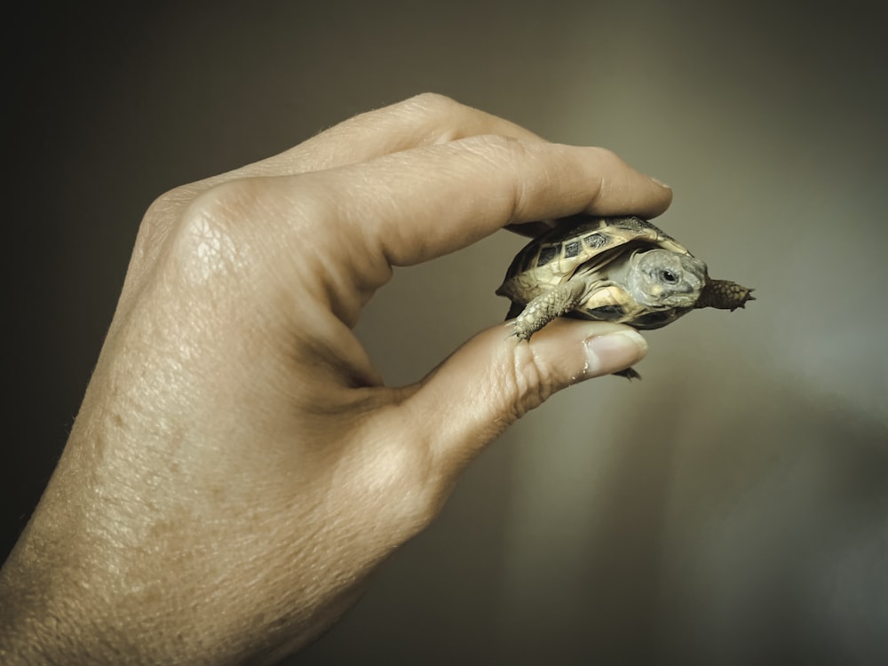 eine Hand, die eine kleine Schildkröte hält