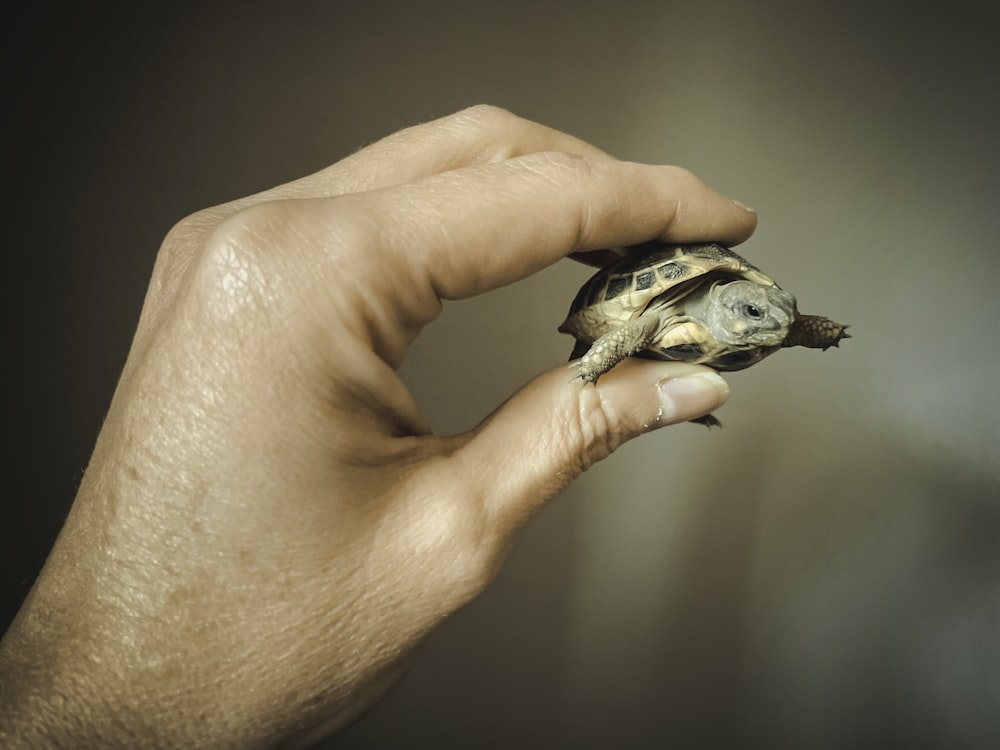 una mano che tiene una piccola tartaruga