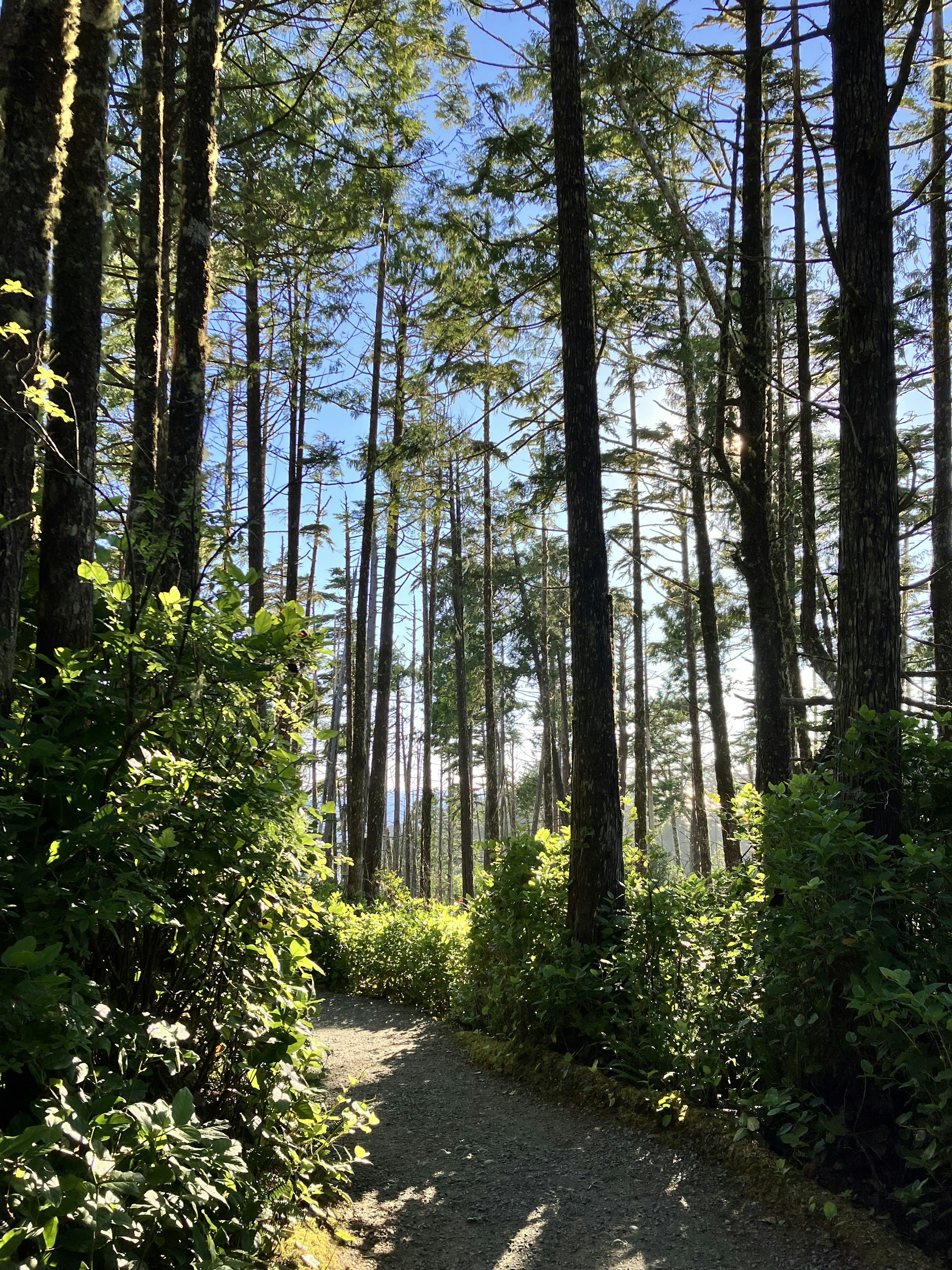 a path through a forest