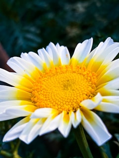 A close-up of a vibrant daisy flower in a garden.