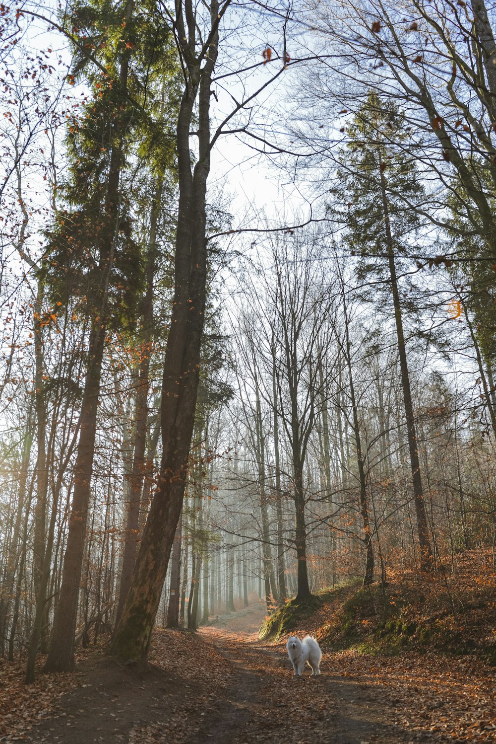 a dog walking on a trail in the woods