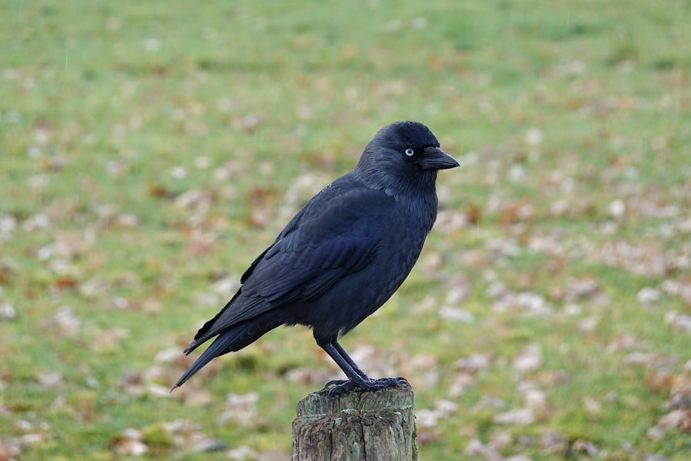 Ein schwarzer Vogel auf einem Baumstumpf