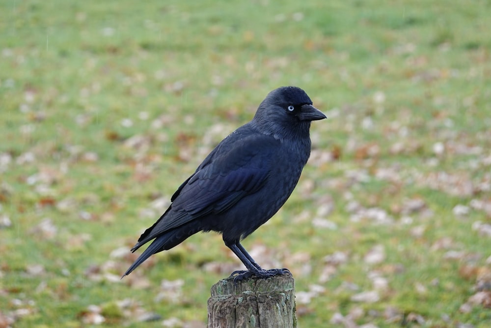 a black bird on a stump