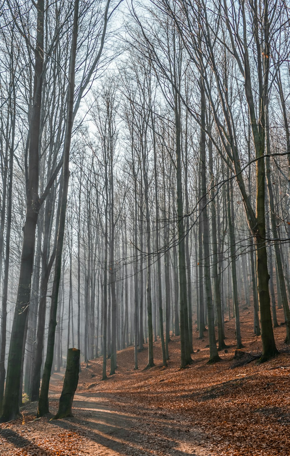 a path through a forest