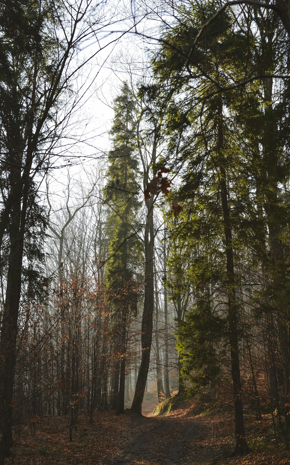 Un camino a través de un bosque