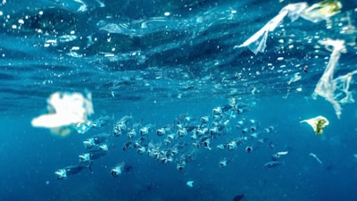 a group of fish swimming in the water