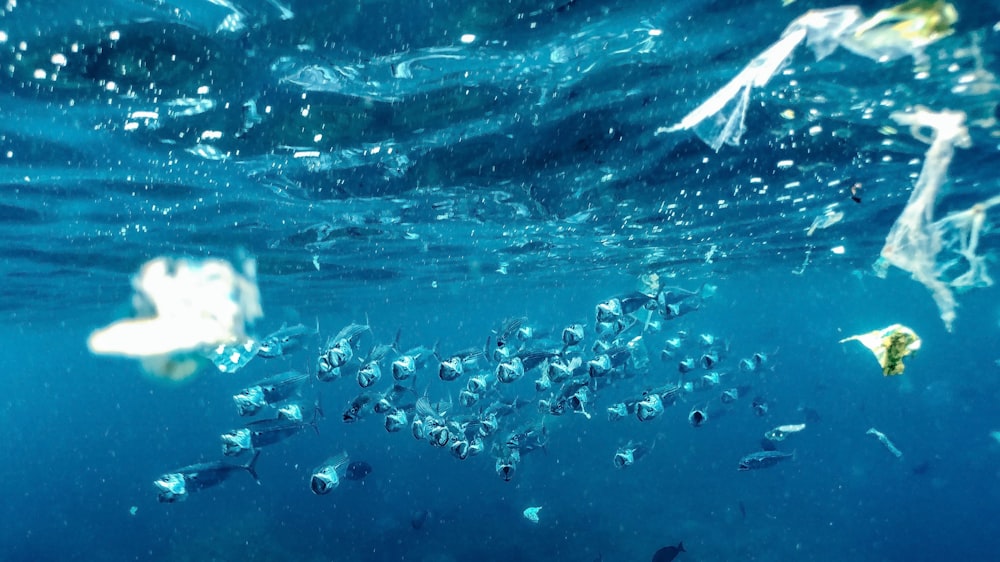 Un grupo de peces nadando en el agua