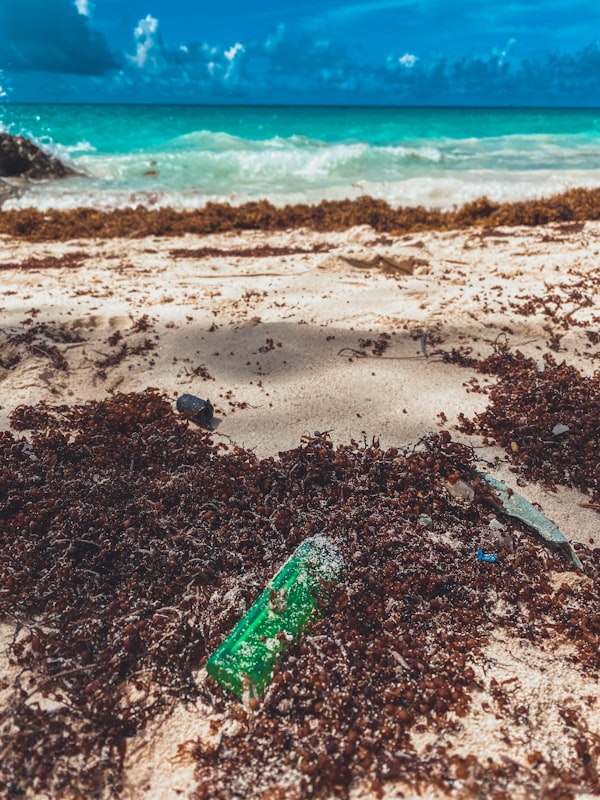 Why is Sargassum Seaweed Killing Your Vacation Fun on Caribbean Beaches?