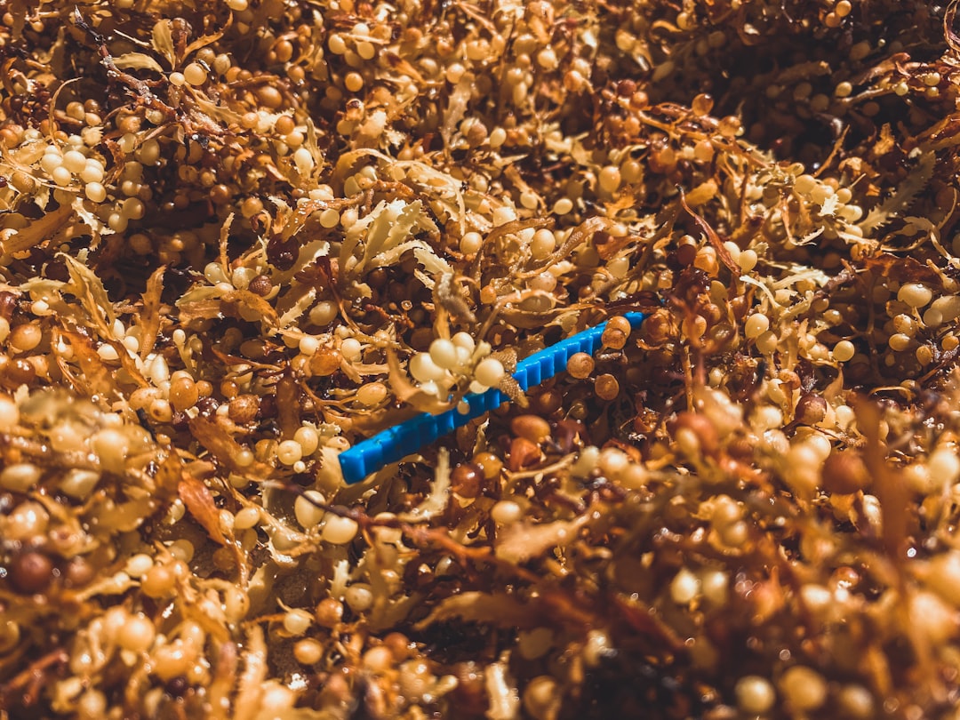 a small blue toy, Microplastic washed ashore amongst Sargassum in Bermuda.
