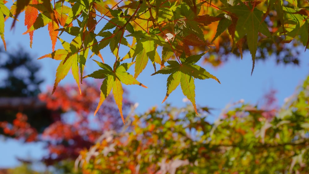 a tree with leaves