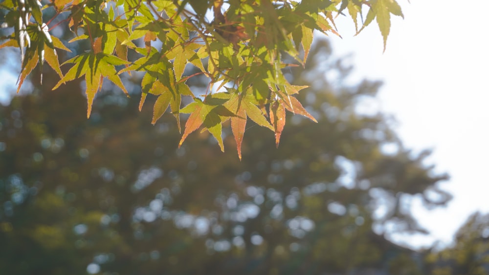 a close up of leaves on a tree