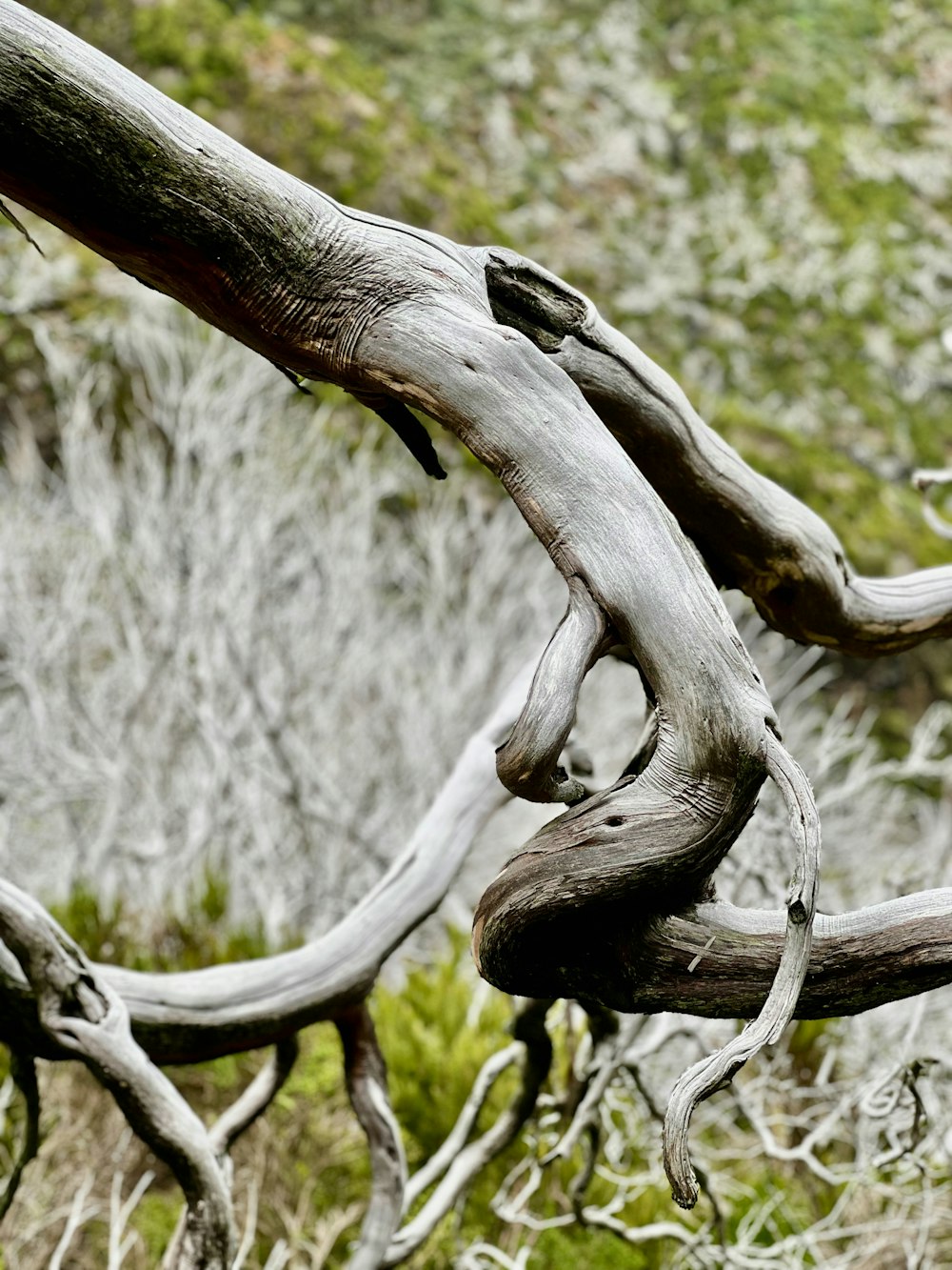 a tree branch with a skull