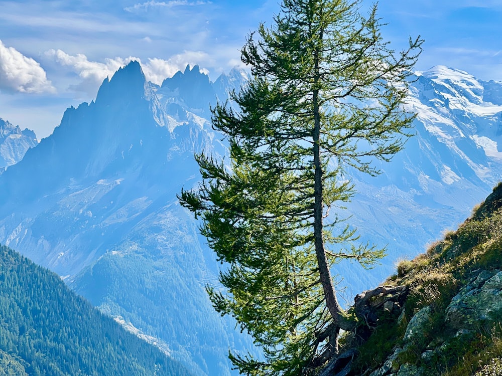 a tree on a mountain