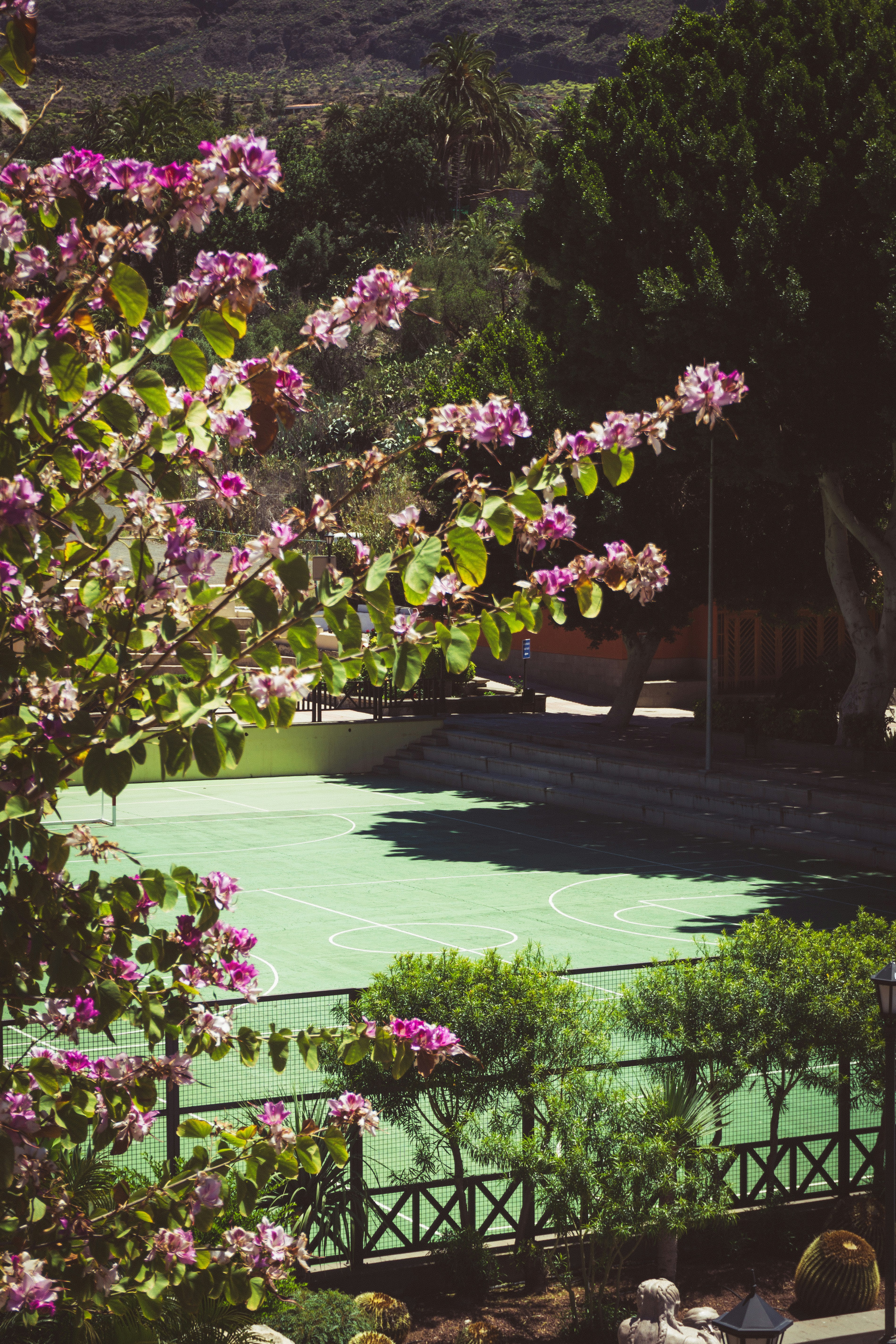a garden with flowers