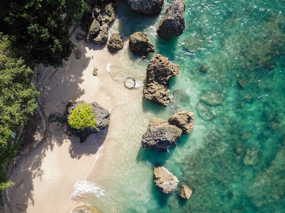 a beach with rocks and plants