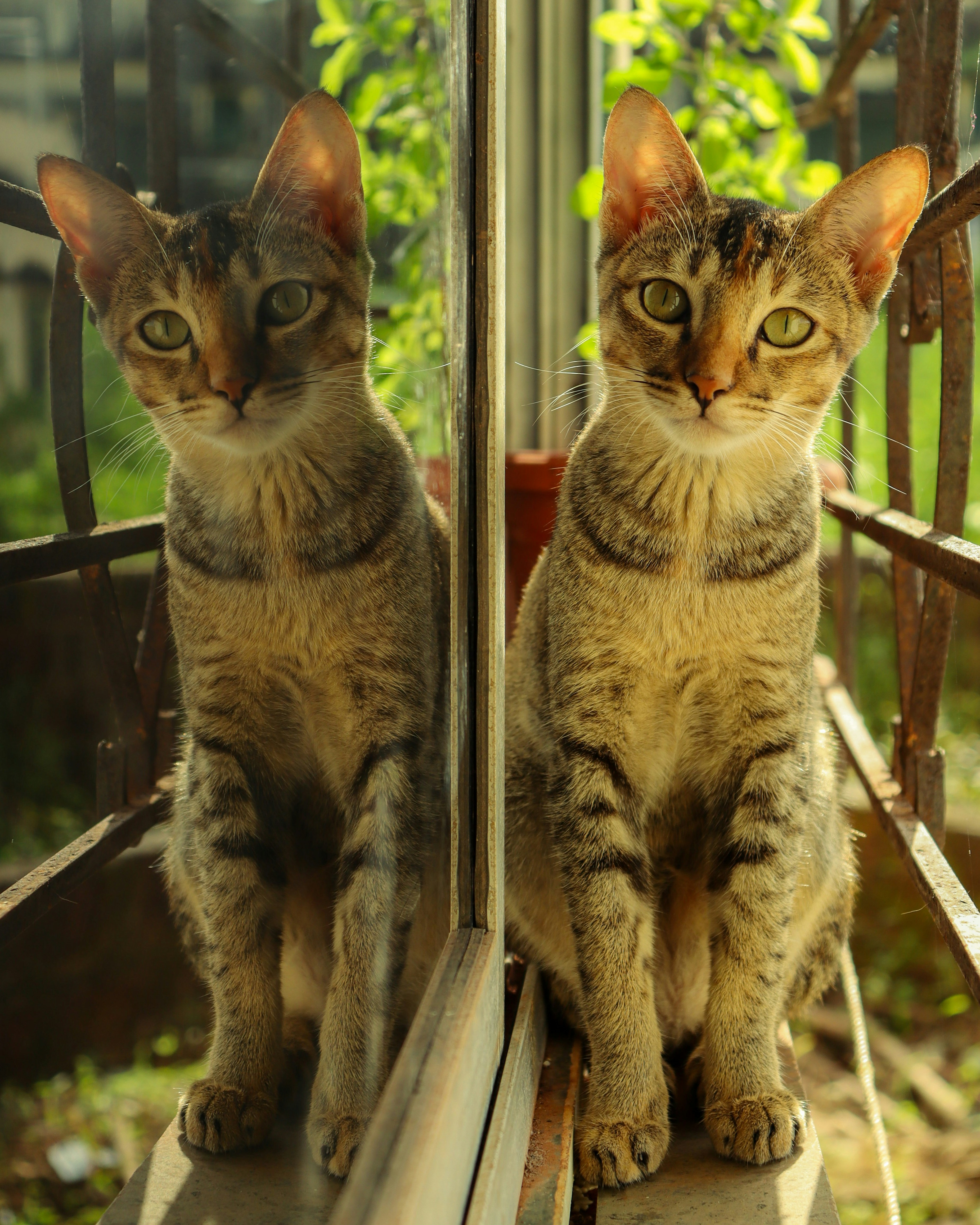 Zwei Katzen sitzen auf einem Stuhl