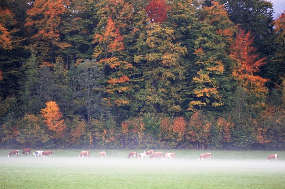 a group of animals stand in a field