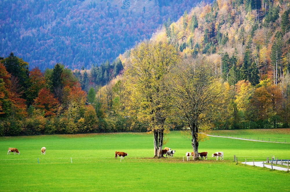 a group of cows grazing in a field