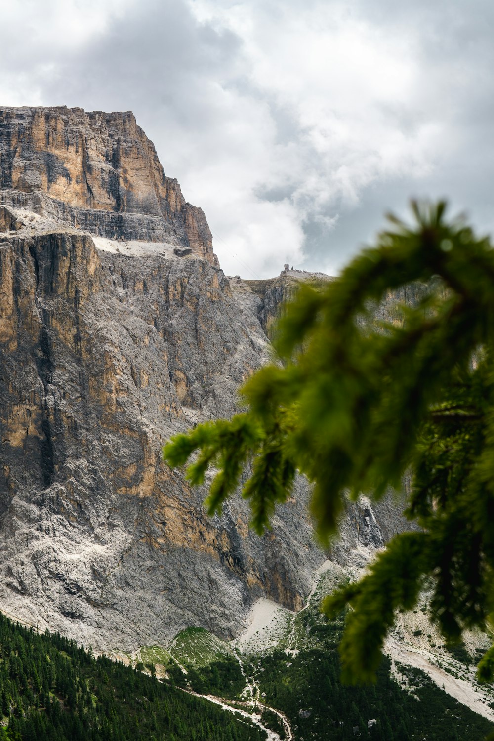 a tree next to a cliff