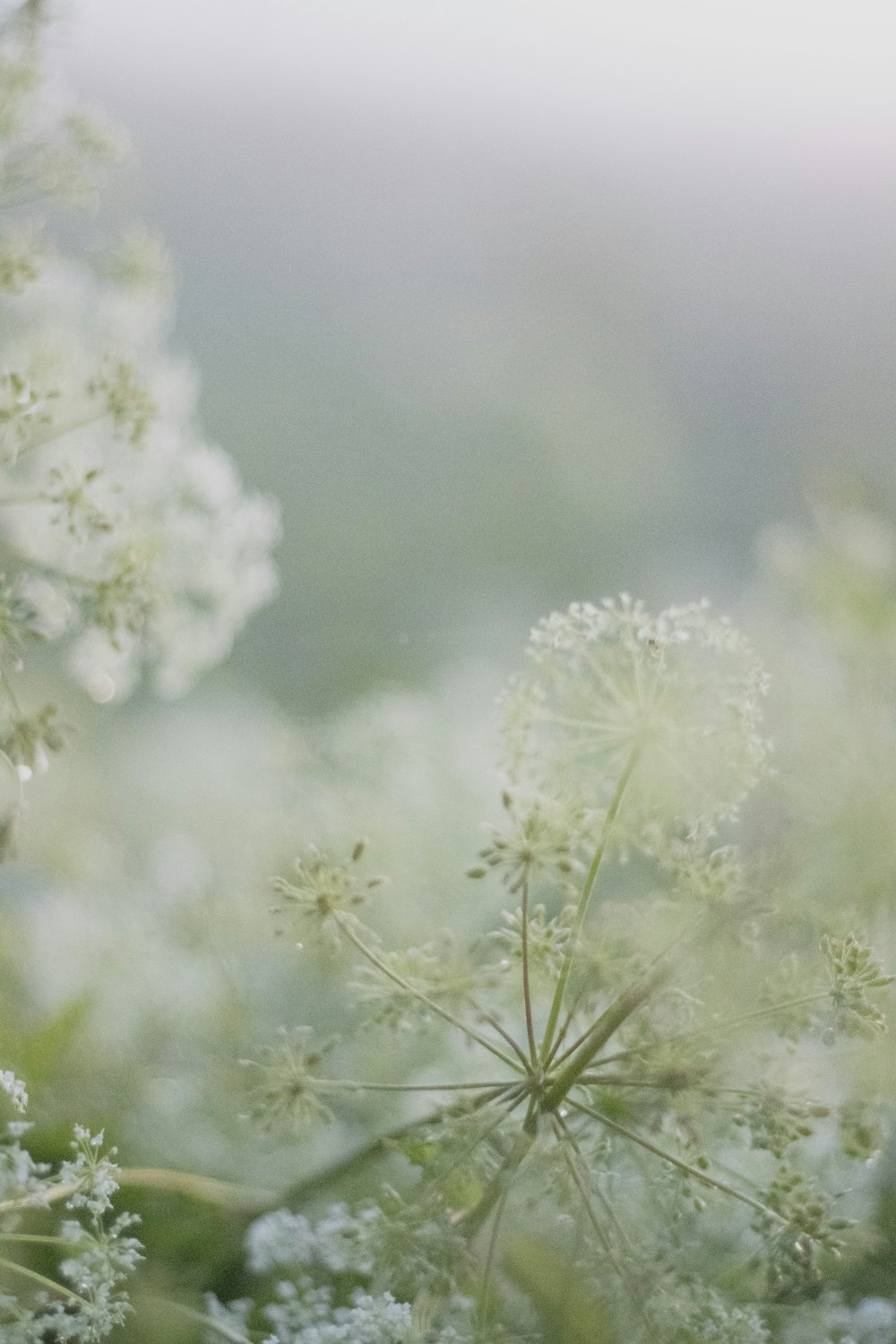 a close up of a plant