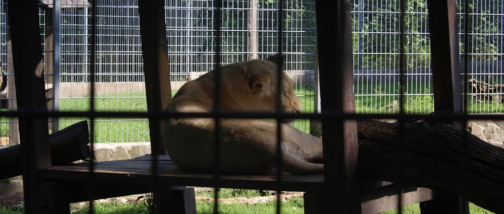 um urso em uma gaiola