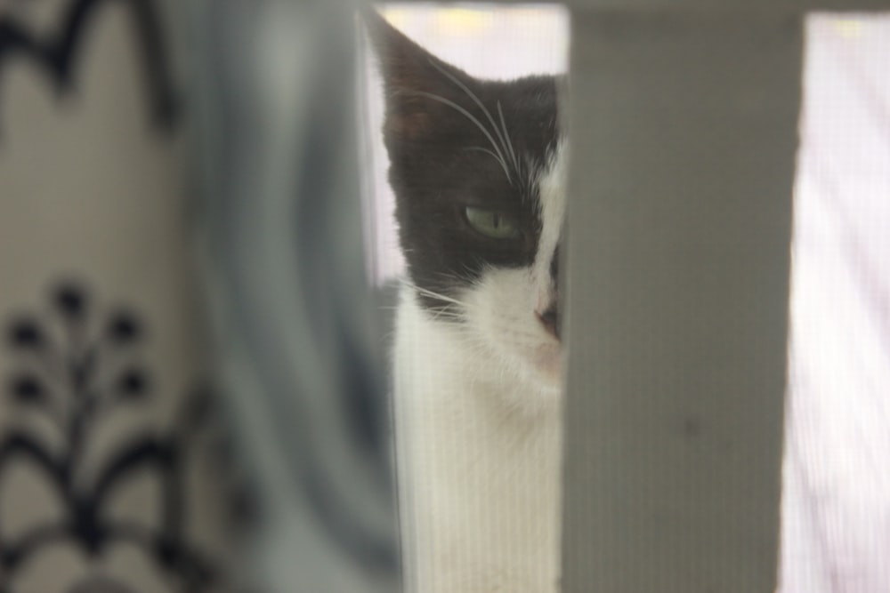 a cat looking through a window
