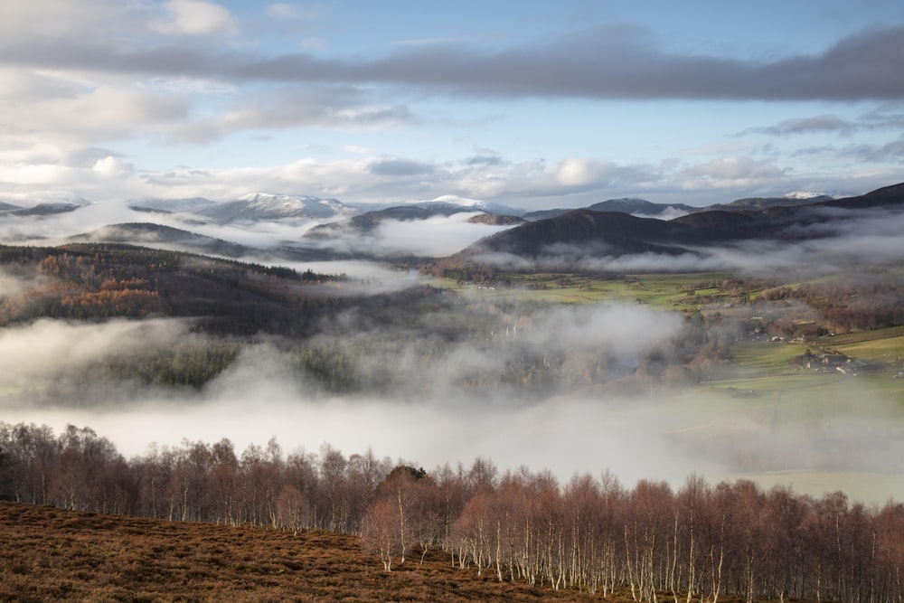 a foggy valley with trees and mountains in the background