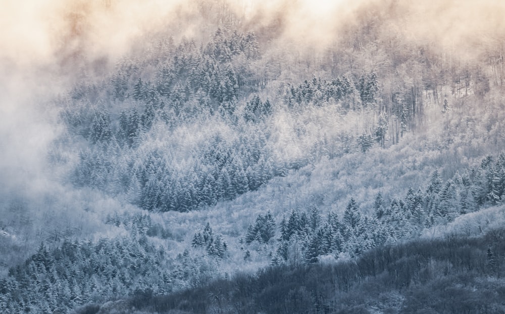 a forest covered in snow