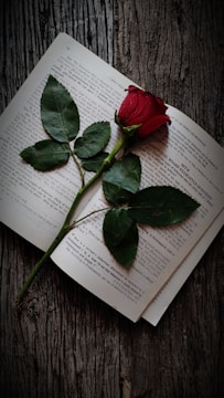 A single red rose lies across an open book on a rustic wooden surface. Water droplets can be seen on the rose petals, adding a sense of freshness and life. The open book has visible printed text, suggesting it might be a novel or an academic text.