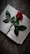 A single red rose lies across an open book on a rustic wooden surface. Water droplets can be seen on the rose petals, adding a sense of freshness and life. The open book has visible printed text, suggesting it might be a novel or an academic text.