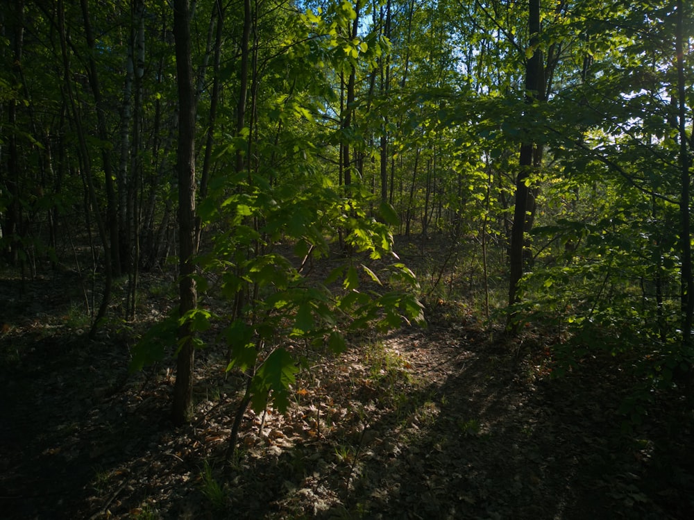 a path in the woods