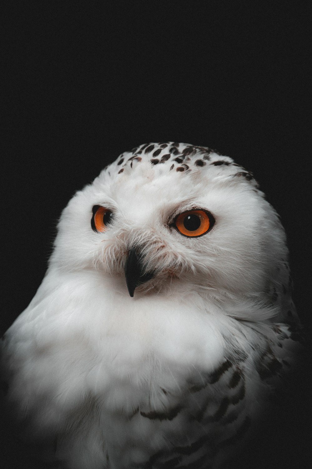 a white owl with orange eyes