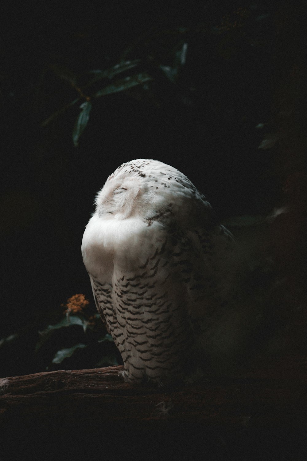 a bird with a white head