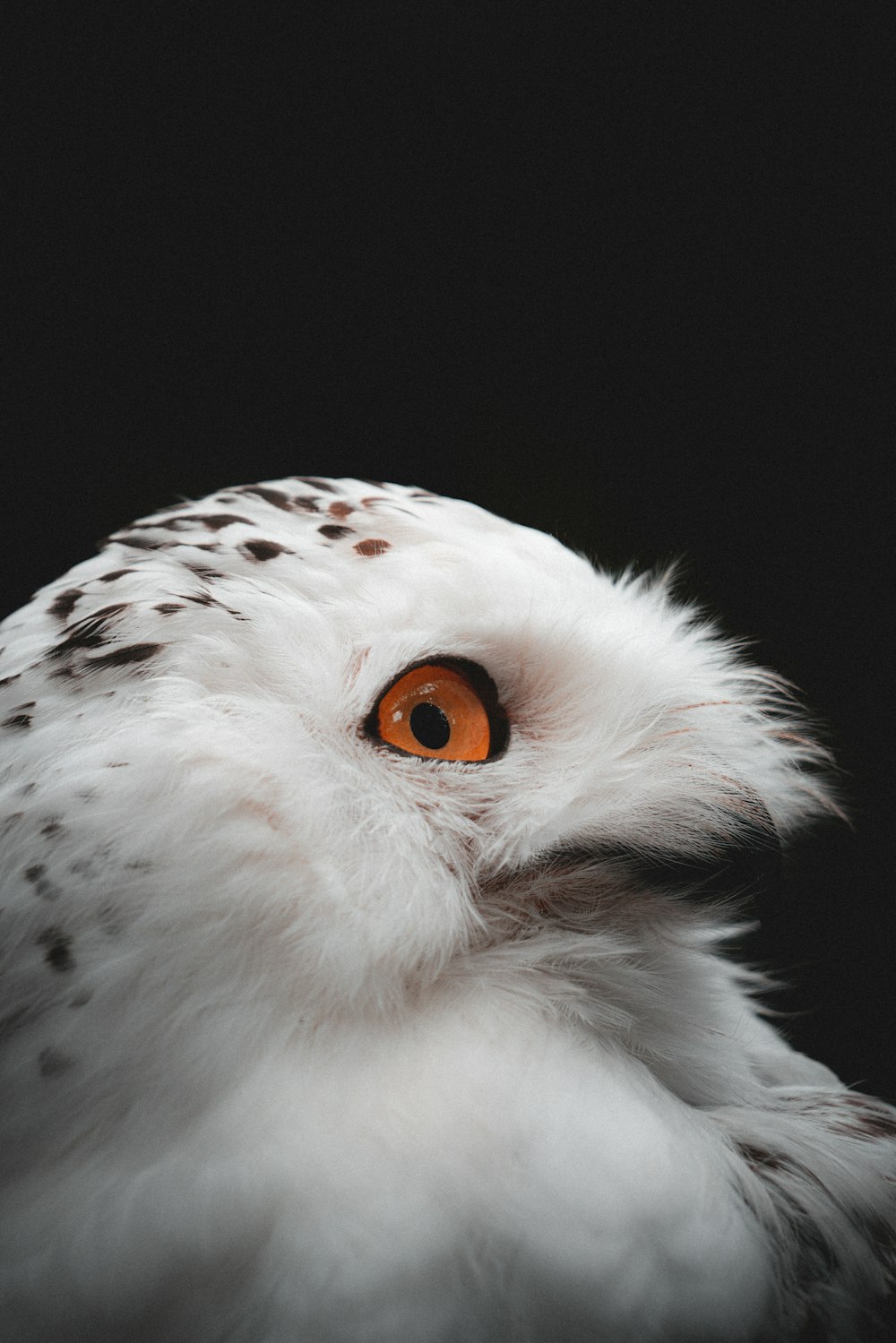 a white owl with orange eyes