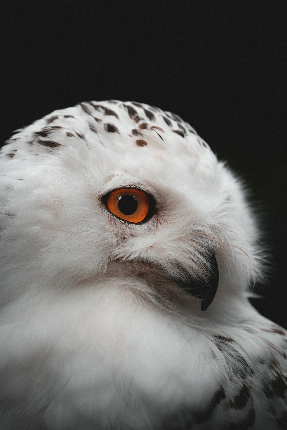 a white owl with orange eyes