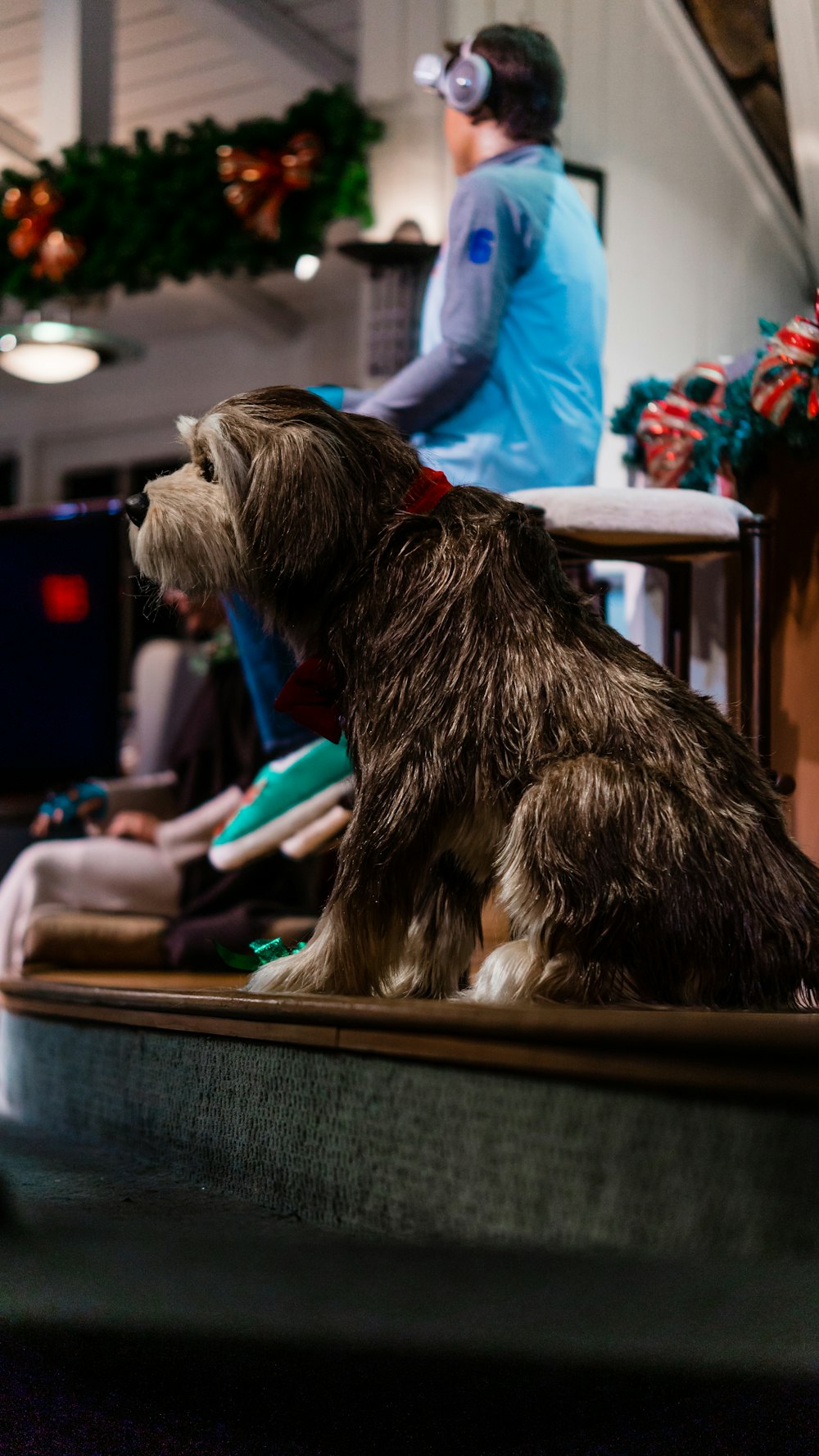 a dog sitting on a table