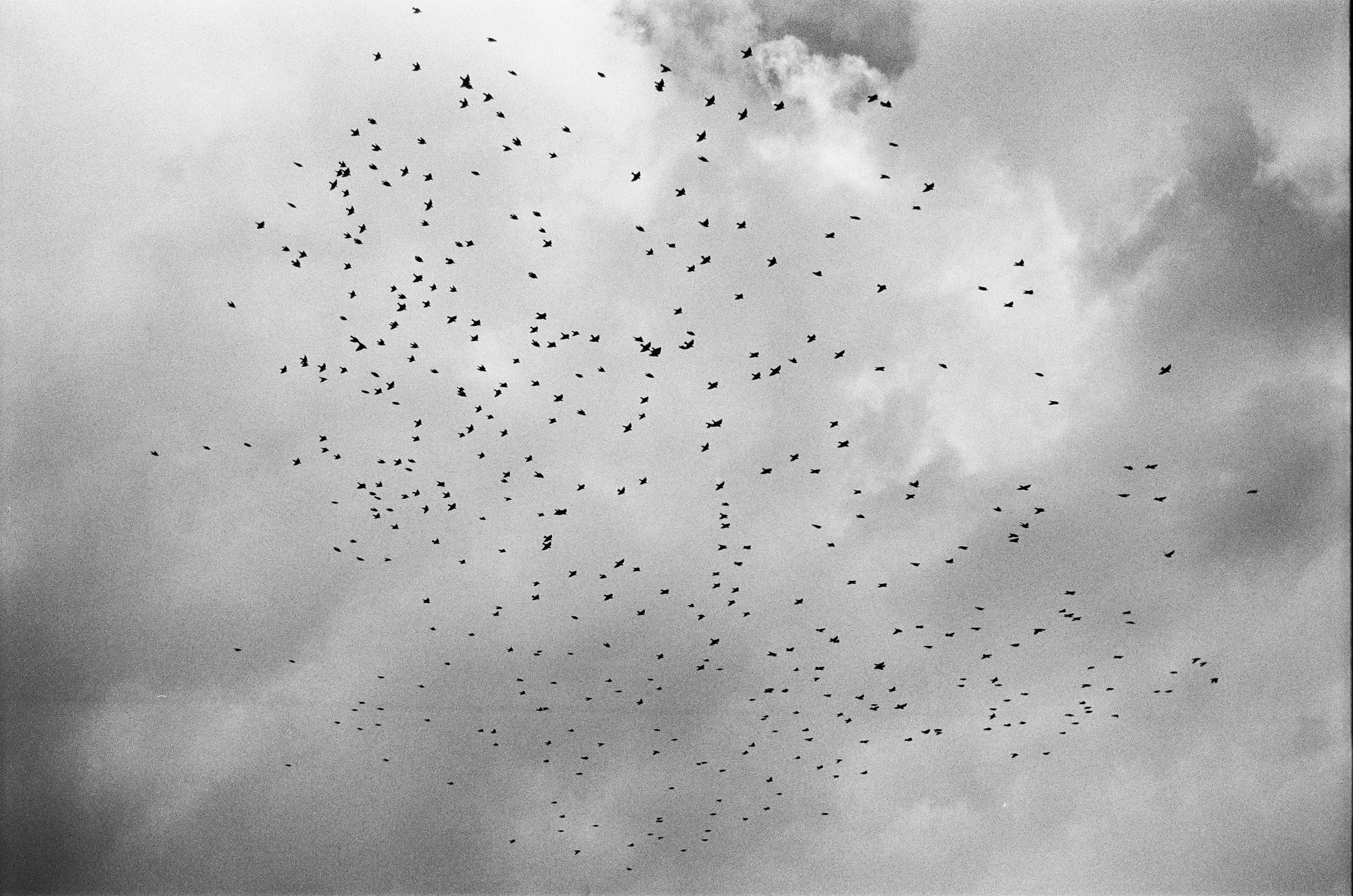 a lot of birds flying
