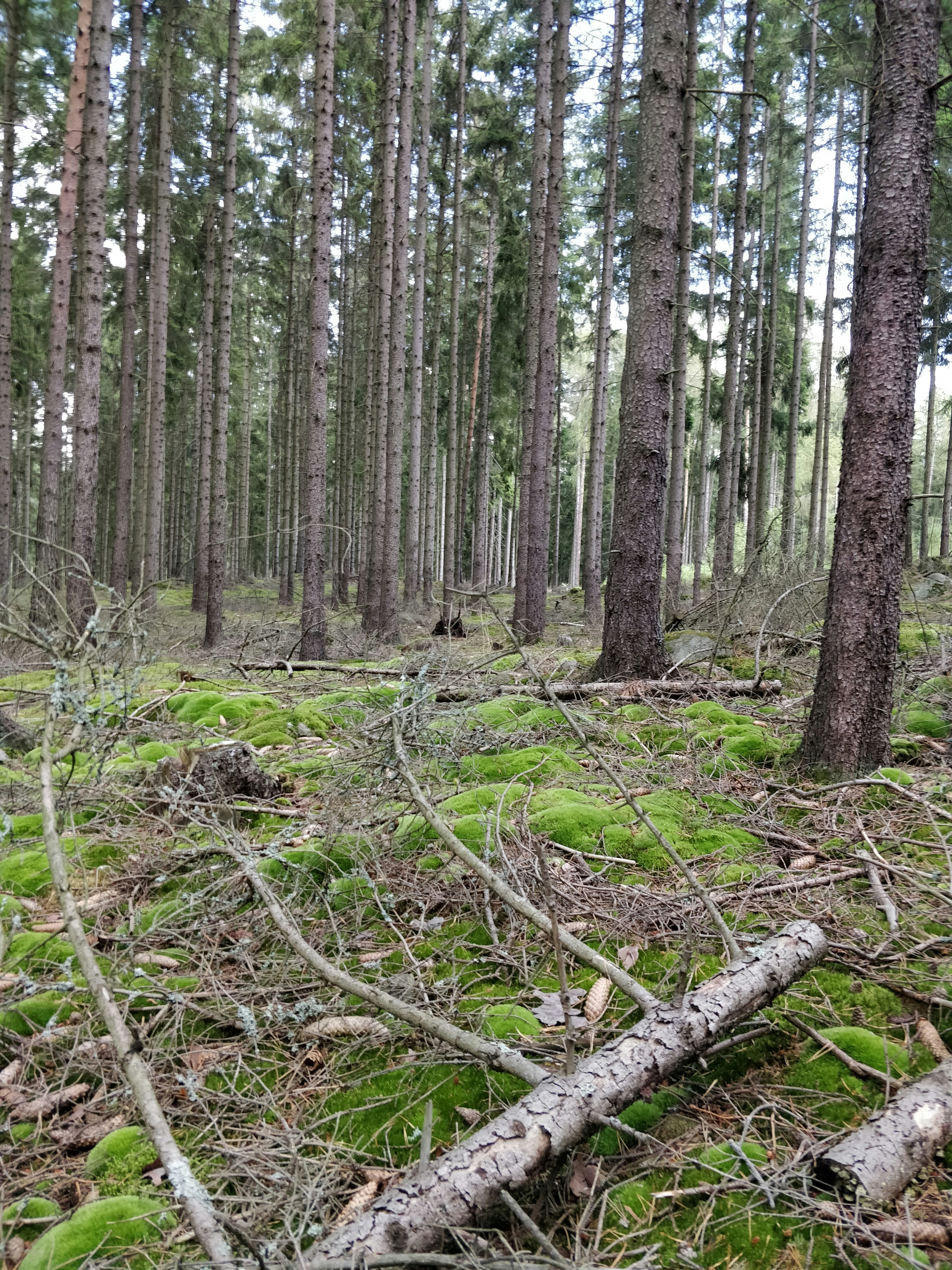 a forest with trees